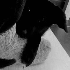 Дмитрий Мёдов, 24.09.1986, Москва