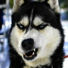 Дмитрий Волков, 13.08.1993