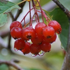 Бибигуль Баян, 01.11, Астана