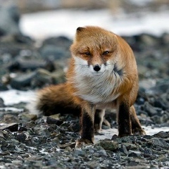 Амир Курмаев, 20.11, Алматы