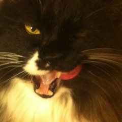 Константин Леонов, 11.08, Владивосток