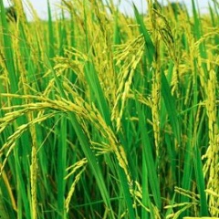 Нариман Абжанов, 02.10.1991, Шымкент