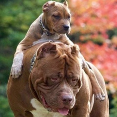 Максим Ярмольник, 16.09, Санкт-Петербург