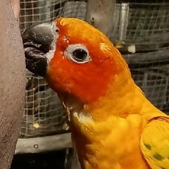 Алексей Каменских, 14.12.1988, Каменск-Шахтинский