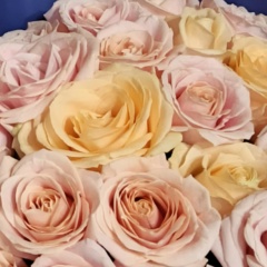 Марина Сиденко, 26.10, Санкт-Петербург