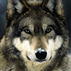 Константин Вульф, 24.05, Москва