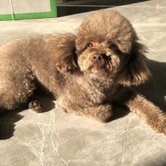 Zhang Lu, 07.02.1992