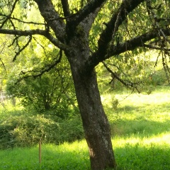 Max Allui, 07.10, Grenoble