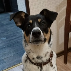 Ирина Сорокина, Камешково