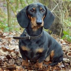 Федір Левицький, 15.07