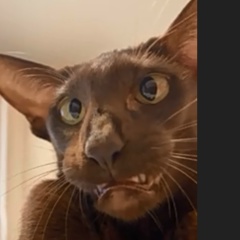 Денис Боронников, 09.07.1988, Пермь