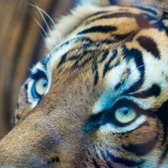 Родион Мерецкий, 14.03.1987, Калиновка