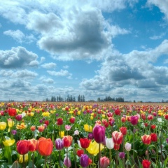 Амин Хасянов, 02.02.2007, Москва