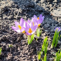 Анастасия Компаниец-Сулима, Санкт-Петербург