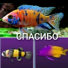 Champion Champicckk, 22.03.1994, Актау
