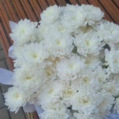 Асема Даденова, Шымкент