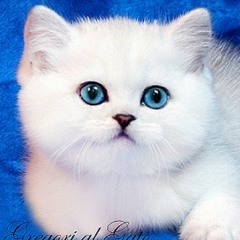 Наталья Гусева, 27.01.1953, Гатчина