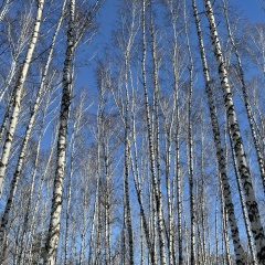 Karina Semina, 13.02, Красноярск