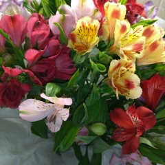 Виолетта Щербакова, Алматы