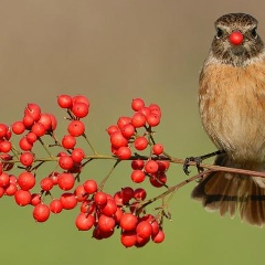 Nane Bilbulyan, 27.05.1988, Ереван