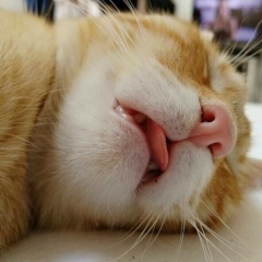 Андрей Мирошниченко