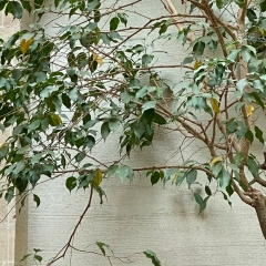 Аделя Шакирова, 06.08.1990, Казань