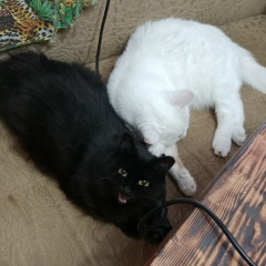 Екатерина Шубная, 09.08.1984, Санкт-Петербург