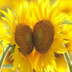 Anna Kushensky, Москва