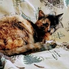 Алексей Заболоцкий, Усть-Каменогорск