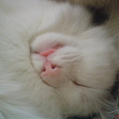 Александр Ксенышен, 10.11.1984, Днепр (Днепропетровск)