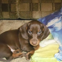 Елизавета Марченко, 07.02, Пчева