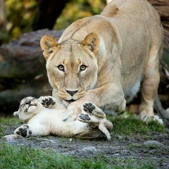 Катя Ерашева