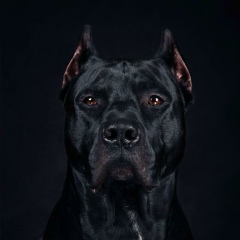 Шавкат Алимов, 28.01.1984, Москва