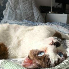 Анна Старцева