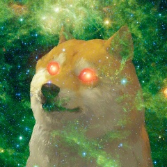 Doge Shiba-Inu, 16.12.2001, Санкт-Петербург