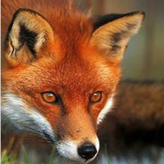 Рада Жижерина, 10.11, Улан-Удэ