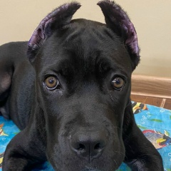 Илья Демешко, 29.08.1983, Губкинский