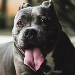 Александр Оришко, 25.12.1995, Москва