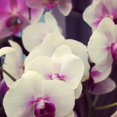 Elena Sagalayeva, Улан-Удэ