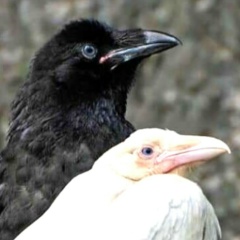 ႏွင္းယြန္း ႏြယ္, 06.09.1990