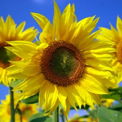 Сергій Вєтров, 07.08.1975