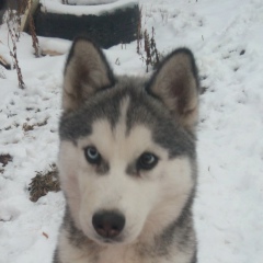 Вячеслав Сытенко, 24.08.1983