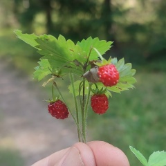 Константин Николаев, Набережные Челны