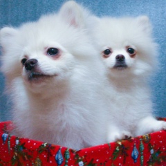 Михаил Данилов, 02.07.1985, Москва