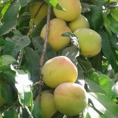 Алтынай Журынбаева, 01.01, Астана