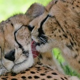 Ася Карытовна, 28.04.1994, Москва