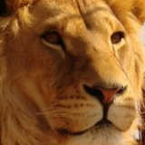 Lion Zion, 10.08, Клайпеда