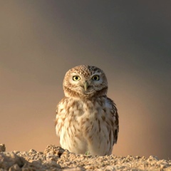 Дима Мельник, 10.11.1990, Москва