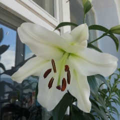 Хадиджат Горбенко, 24.03.1989, Москва