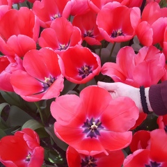 Гульзира Кашимова, 21.03, Уральск